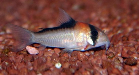 Corydora4